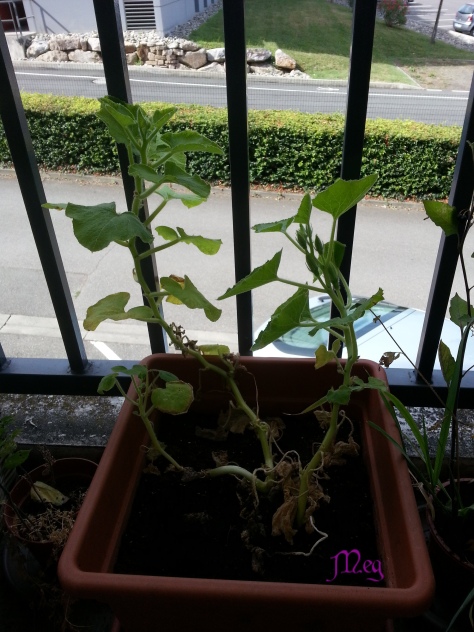 20150726 Courges1